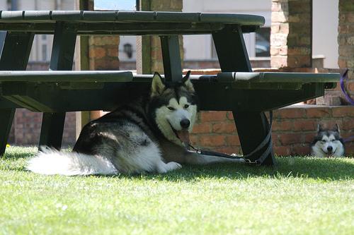 dog nutrition guide