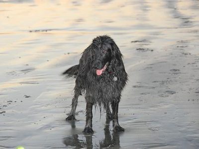pet insurance guide