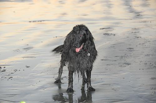 pet insurance guide