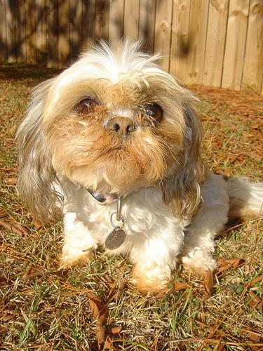 Best Probiotics for Dogs: Gut Health Guide - Healthy pet eating quality food