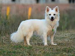 Best CBD Treats for Dogs: Anxiety & Pain Relief - Happy pet enjoying best products