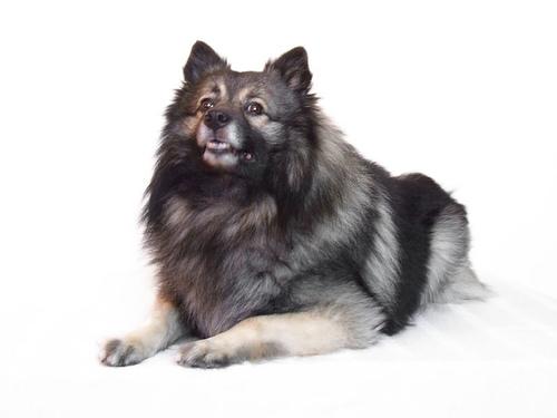 Best Omega-3 Fish Oil for Dogs: Skin & Coat Health - Healthy pet eating quality food