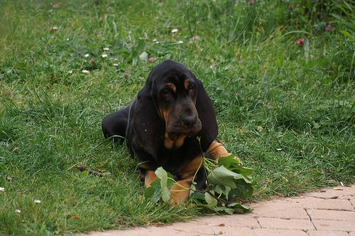 Best Omega-3 Fish Oil for Dogs: Skin & Coat Health - Happy pet enjoying best products