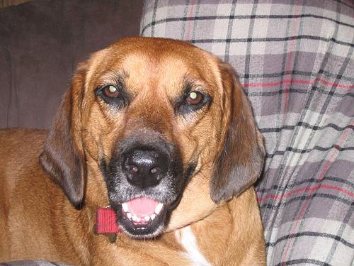 Best Dog Calming Supplements: Anxiety Relief - Healthy pet eating quality food