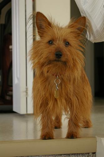 Best Dog Dental Chews & Supplements - Happy pet enjoying best products