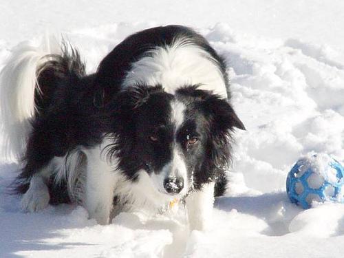 Best Dog Skin & Coat Supplements - Healthy pet eating quality food