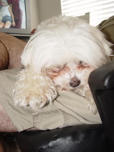 Best Digestive Enzymes for Dogs - Healthy pet eating quality food