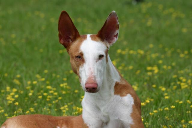 Best Digestive Enzymes for Dogs - Happy pet enjoying best products