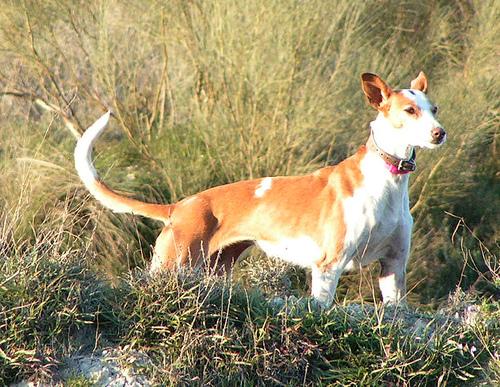 Best Dog Allergy Supplements: Itch Relief - Happy pet enjoying best products