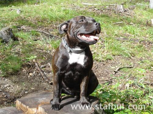 Best Glucosamine for Dogs - Healthy pet eating quality food