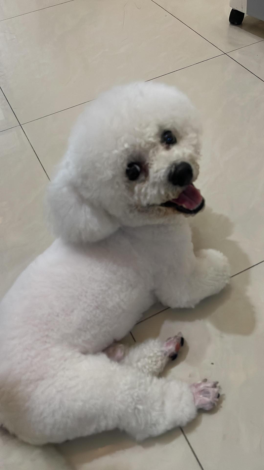 Best Glucosamine for Dogs - Happy pet enjoying best products