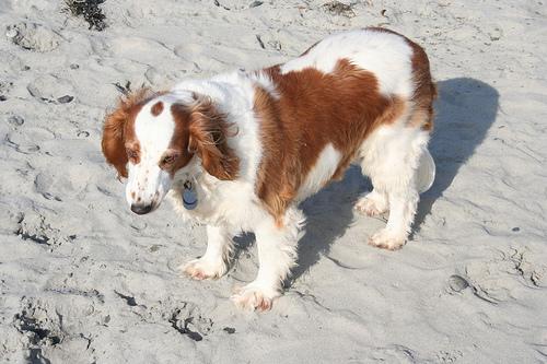 Best Flea & Tick Prevention: Natural vs Chemical - Healthy pet eating quality food