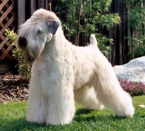Best Flea & Tick Prevention: Natural vs Chemical - Happy pet enjoying best products