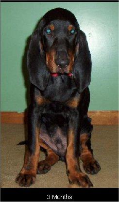 Best Pet Health Monitoring Devices - Healthy pet eating quality food