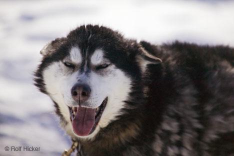 Best Pet Health Monitoring Devices - Happy pet enjoying best products