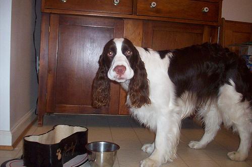 Best Dog DNA Tests: Breed & Health Screening - Healthy pet eating quality food