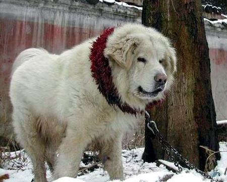 Common Dog Health Problems: Symptoms & Solutions - Healthy pet eating quality food