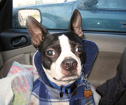 Common Dog Health Problems: Symptoms & Solutions - Happy pet enjoying best products