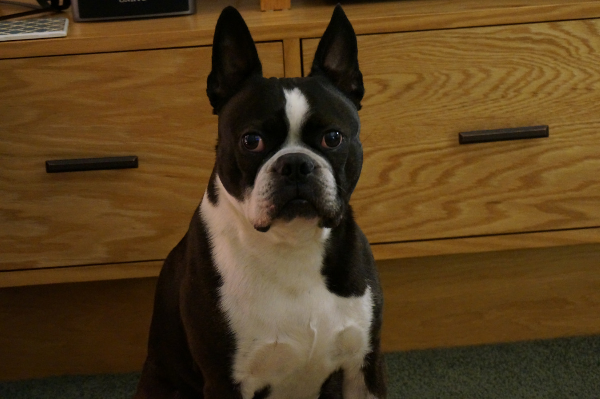 Best Dog Kidney Support Supplements - Healthy pet eating quality food