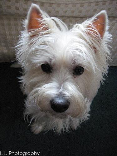 Best Dog Kidney Support Supplements - Happy pet enjoying best products