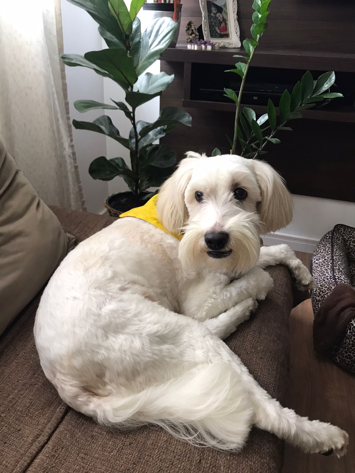 Can Dogs Eat This? Complete Food Safety Guide - Happy pet enjoying best products