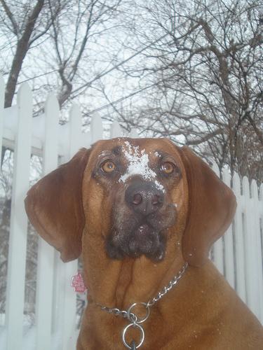 Foods That Are Toxic to Dogs: Life-Saving Guide - Healthy pet eating quality food