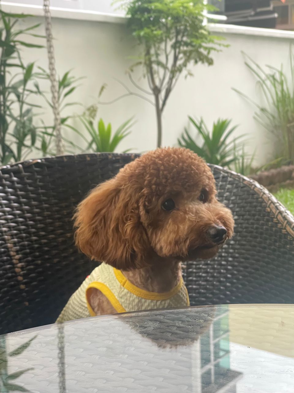 Foods That Are Toxic to Dogs: Life-Saving Guide - Happy pet enjoying best products