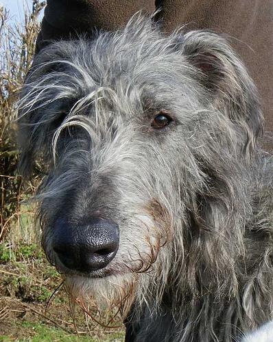 Dog Vaccination Schedule: What Every Owner Needs - Healthy pet eating quality food