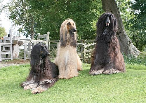 Dog Vaccination Schedule: What Every Owner Needs - Happy pet enjoying best products