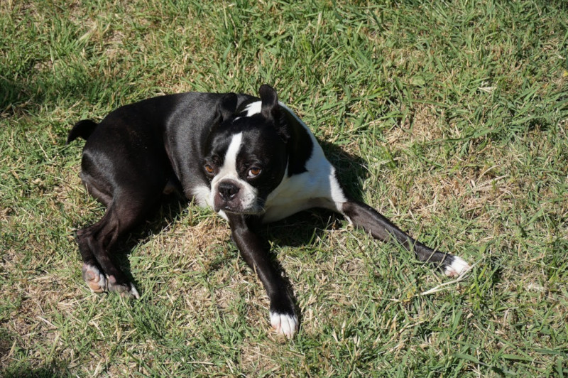 Best Dog First Aid Kit: Essential Supplies - Healthy pet eating quality food