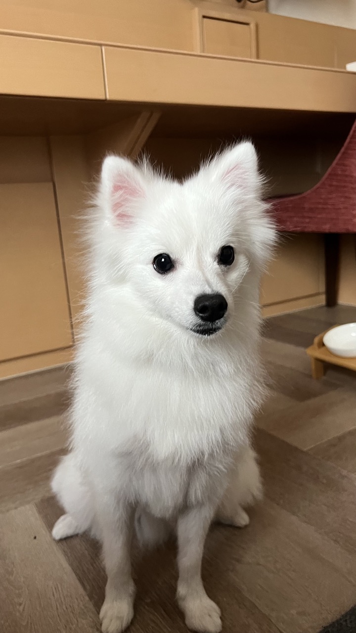 Best Food for Small Dog Breeds: Complete Guide - Healthy pet eating quality food