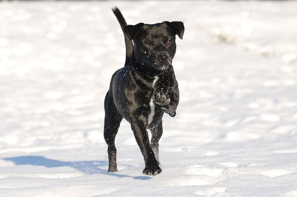 Best Food for Small Dog Breeds: Complete Guide - Happy pet enjoying best products