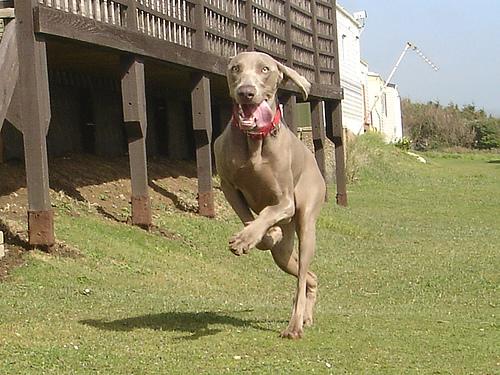 Best Food for Large Dog Breeds: Health Guide - Healthy pet eating quality food