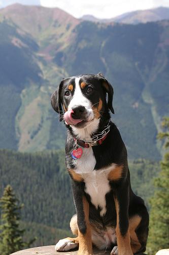 Dog Dental Care: Complete Teeth Cleaning Guide - Healthy pet eating quality food