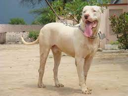 Dog Ear Infection: Causes, Treatment & Prevention - Happy pet enjoying best products