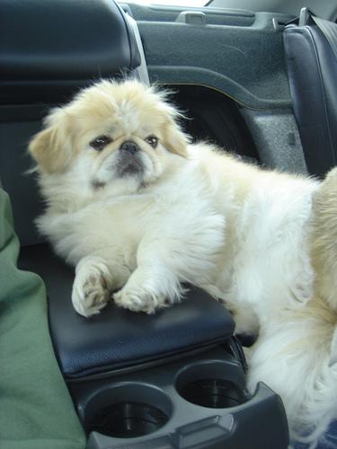 Dog Allergy Season: Symptoms & Relief Guide - Healthy pet eating quality food