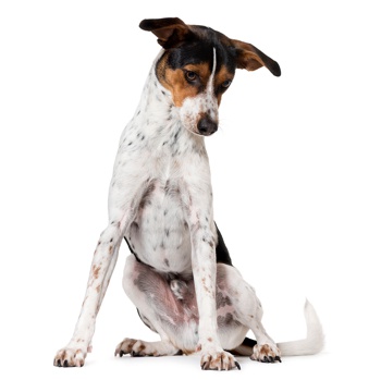 Complete Puppy Care Guide: First Year Survival - Healthy pet eating quality food