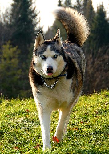 Complete Puppy Care Guide: First Year Survival - Happy pet enjoying best products