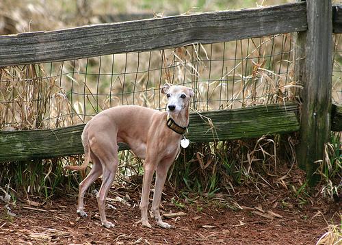 Best Food for Senior Dogs: Complete Nutrition Guide - Healthy pet eating quality food