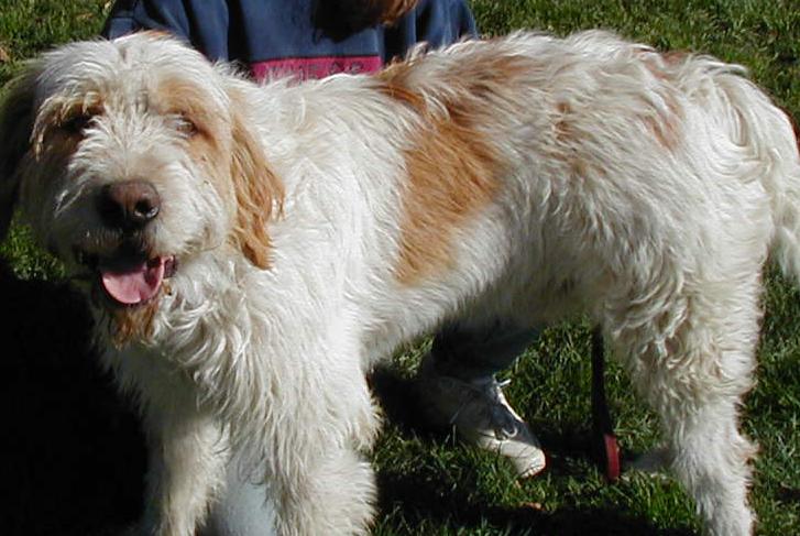 Best Food for Senior Dogs: Complete Nutrition Guide - Happy pet enjoying best products