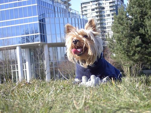 Senior Dog Care: Complete Health & Comfort Guide - Healthy pet eating quality food
