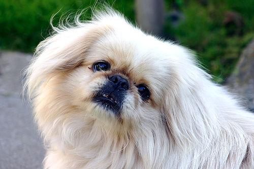 Senior Dog Care: Complete Health & Comfort Guide - Happy pet enjoying best products