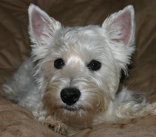 Best Orthopedic Dog Beds for Senior Dogs - Happy pet enjoying best products
