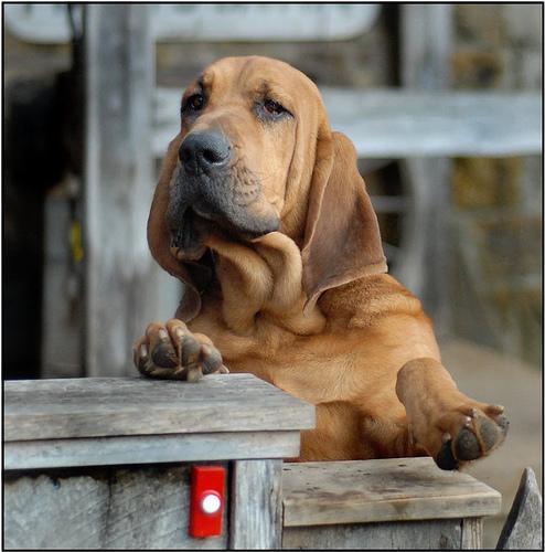 Puppy Proofing Your Home: Complete Checklist - Healthy pet eating quality food