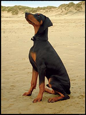 Puppy Proofing Your Home: Complete Checklist - Happy pet enjoying best products