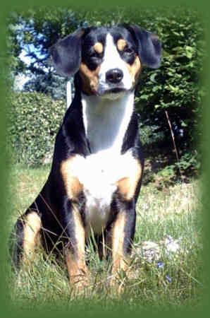 Best Puppy Training Pads & Supplies - Happy pet enjoying best products