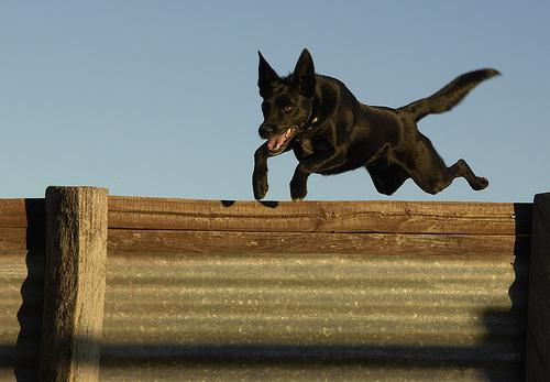 Best Dog Stairs & Ramps for Senior Dogs - Happy pet enjoying best products