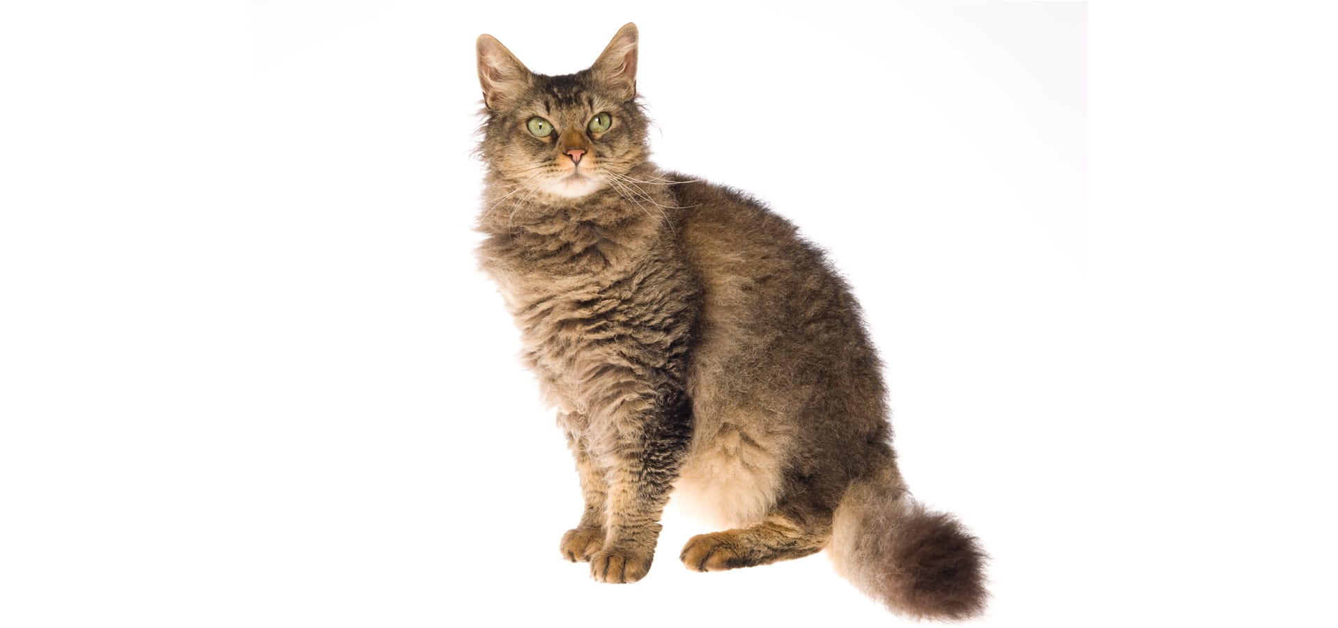 Best Cat Supplements: Complete Health Guide - Happy pet enjoying best products