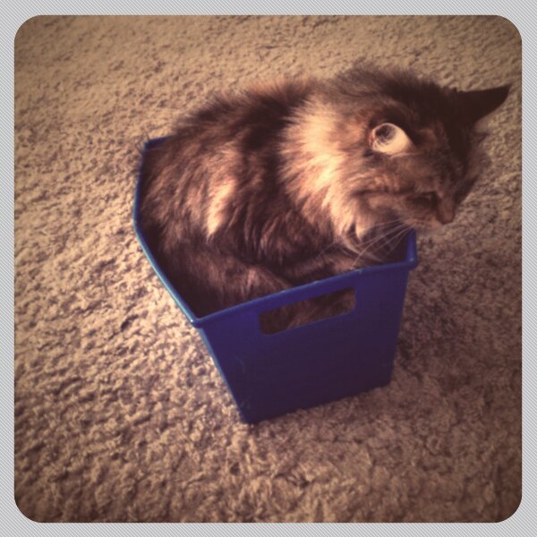 Senior Cat Care: Health & Comfort Guide - Healthy pet eating quality food