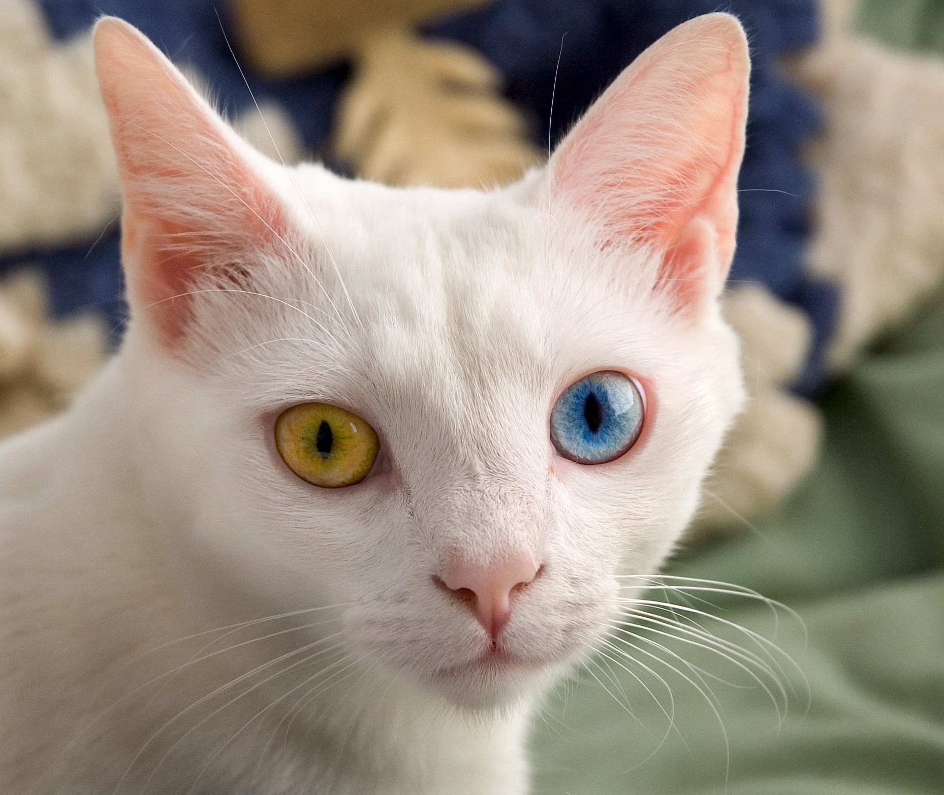 Senior Cat Care: Health & Comfort Guide - Happy pet enjoying best products